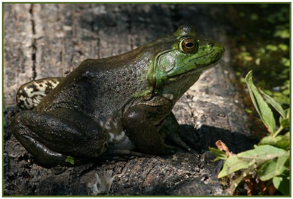 Photo of Lithobates catesbeianus by <a href="http://www.pbase.com/phototrex">Fred Lang</a>